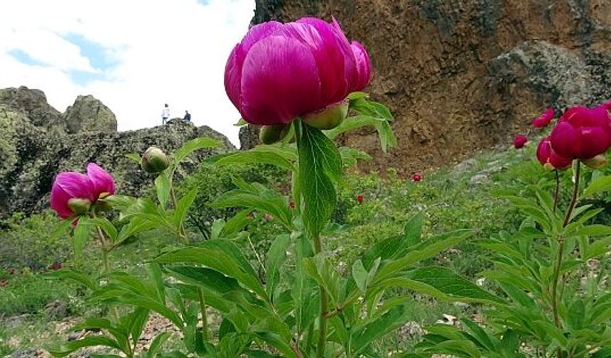 Sadece 15 gün ömrü olan cehrilik lalesi doğayı renklendirdi